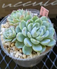 花月夜✕メキシコミニマ　エケベリア　実生苗　多肉植物