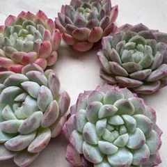 2025年最新】アイススピリット 多肉の人気アイテム - メルカリ