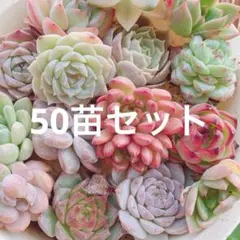 韓国苗　50苗セット　寄せ植え用　カット苗　多肉植物　エケベリア 詰め合わせ