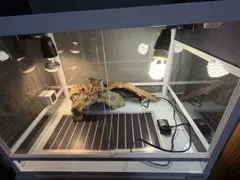 2026年最新】パンテオン ケージの人気アイテム - メルカリ