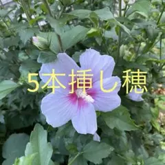 ムクゲ 苗木 薄紫色の花 庭木 落葉樹　挿し穂　挿し木　5本のサムネイル