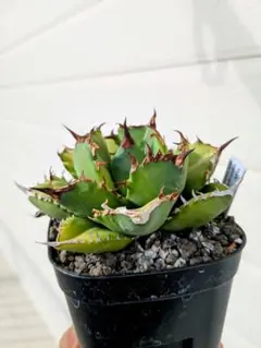 2025年最新】イラン株 アガベの人気アイテム - メルカリ