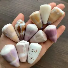 No806 天然貝殻 大きめイモガイ セット