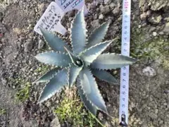 2026年最新】アガベユタエンシスネバデンシスの人気アイテム - メルカリ