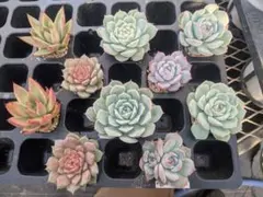 多肉植物エケベリアプラグ苗10苗セットc　★匿名配送★