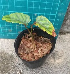 ファムディー様ご専用