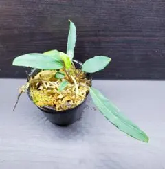 2026年最新】homalomenaの人気アイテム - メルカリ