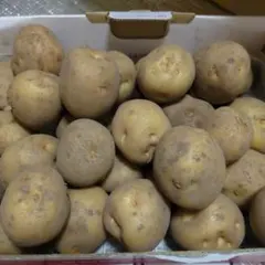 新じゃがいも詰め合わせ　1.2キロ　　サイズ色々のサムネイル