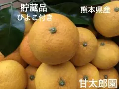甘夏みかん　小玉くん　貯蔵品　熊本県産