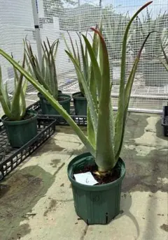 大きくなったアロエベラ　茎直径　４㎝　中株　１株　⑥のサムネイル