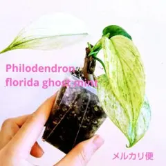 フィロデンドロン フロリダゴースト ミントのサムネイル