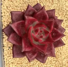 熟柿　じゅくし