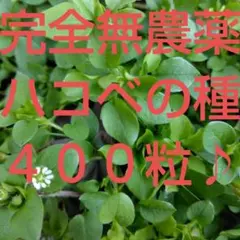 セマル様 リクエスト 2点 まとめ商品