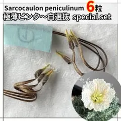【極薄ピンク白選抜】 サルコカウロン ペニクリナム 種子 モンソニア ペニクリナのサムネイル
