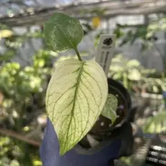 宅急便ドロサンテマムダスティローズ超大量多種多肉植物セット抜き苗