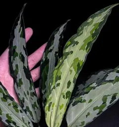 ◆RGL◆ 大きめ中株 アチェワイルド 現地便 アグラオネマ ピクタム ◇RGL◇ アチェワイルド 現地便 アグラオネマ ピクタム トリカラー