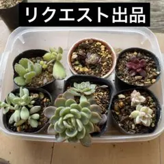 〒　同梱　きりん様リクエスト出品