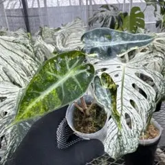 アロカシア ヴェノム オーレア 斑入り 芋1つ - メルカリ