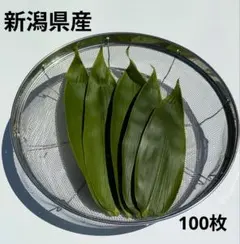 新潟県産 笹の葉 25~30センチ 100枚
