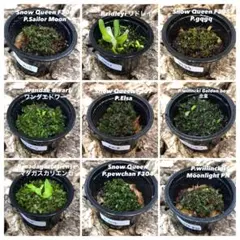 2025年最新】elsa ビカクシダの人気アイテム - メルカリ