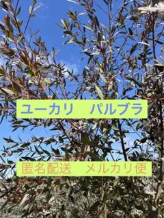 限定特価✩.*˚ユーカリポポラス 80サイズに、入るだけいっぱい入れます
