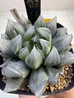 2025年最新】ブラックオブツーサ錦の人気アイテム - メルカリ