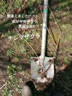 2026年最新】ヤマザクラ 苗の人気アイテム - メルカリ