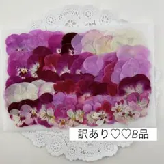 押し花♡No467♡訳あり♡B品♡ピンクのビオラ 60枚