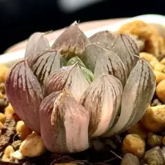 あ*)様 雪花オブツーサ錦　超美株　ハオルチア　観葉植物　25