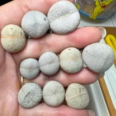 もちゃ様 リクエスト 3点 まとめ商品