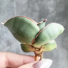 サンセベリア　バナナ　超特大　希少　送料無料 サンセベリア バナナ 超特大 希少 送料無料 Yahoo!オークション