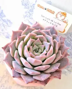 2026年最新】札付き 多肉植物の人気アイテム - メルカリ