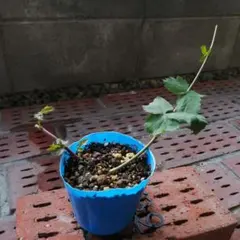 ボイセンベリー　苗　挿し木苗(取り木苗) トゲ無し(A)