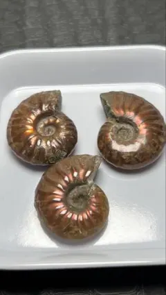 天然石 アンモナイト 化石 3点セット