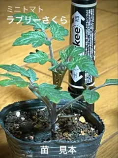 【山梨県産】ミニトマト苗　2本(ラブリーさくら)