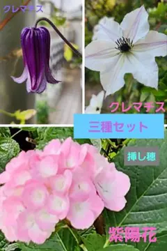 クレマチステッセン 挿し穂4本 - メルカリ