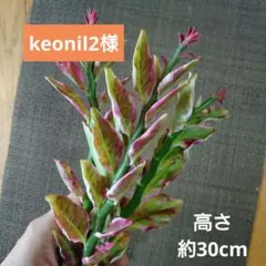 keonil2様 リクエスト 2点 まとめ商品