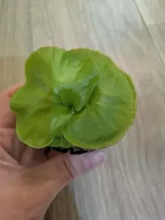 2026年最新】リドレイ 幼苗の人気アイテム - メルカリ