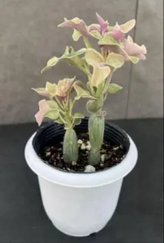 七宝樹　斑入り　セネシオ属の多肉植物　◎プラグ苗(2本)◎