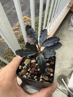 Bucephalandra sp