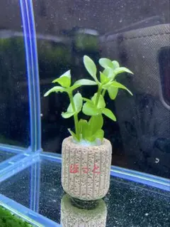 ぺこ太郎様 リクエスト 3点 まとめ商品