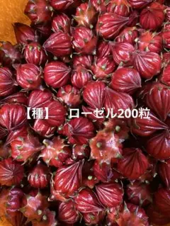 ローゼルの種【100粒】⭕️ - メルカリ