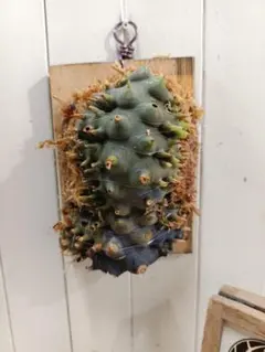 2026年最新】レカノプテリス バルゴイの人気アイテム - メルカリ