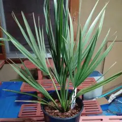 【期間限定値下げ】大量オニサバルヤシ、ロングリーフ 2026年最新】サバルヤシの人気アイテム - メルカリ