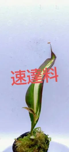 tamao14様 リクエスト 2点 まとめ商品