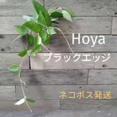 【同梱不可】ホヤ パラシティカ ブラックエッジ 水苔発根苗１苗