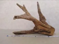 ガーデニング、アクアリウム、パルダリウム向け 流木 約35cm