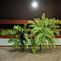 ご確認用　エピフィラム　クリソカルディウム　/　ネフロレピス属ビセラ/シダ植物)