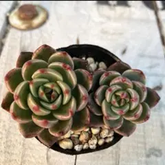 眼球浄化様 リクエスト 4点 まとめ商品