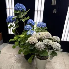 訳あり❗️アジサイ2種♡お鉢ごとメルカリ便のサムネイル